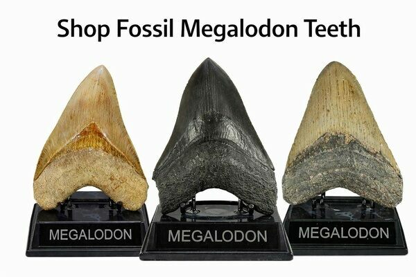 Shop Fossil Megalodon Teeth